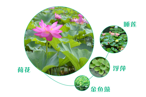 如何選擇污水處理工程的人工濕地植物？